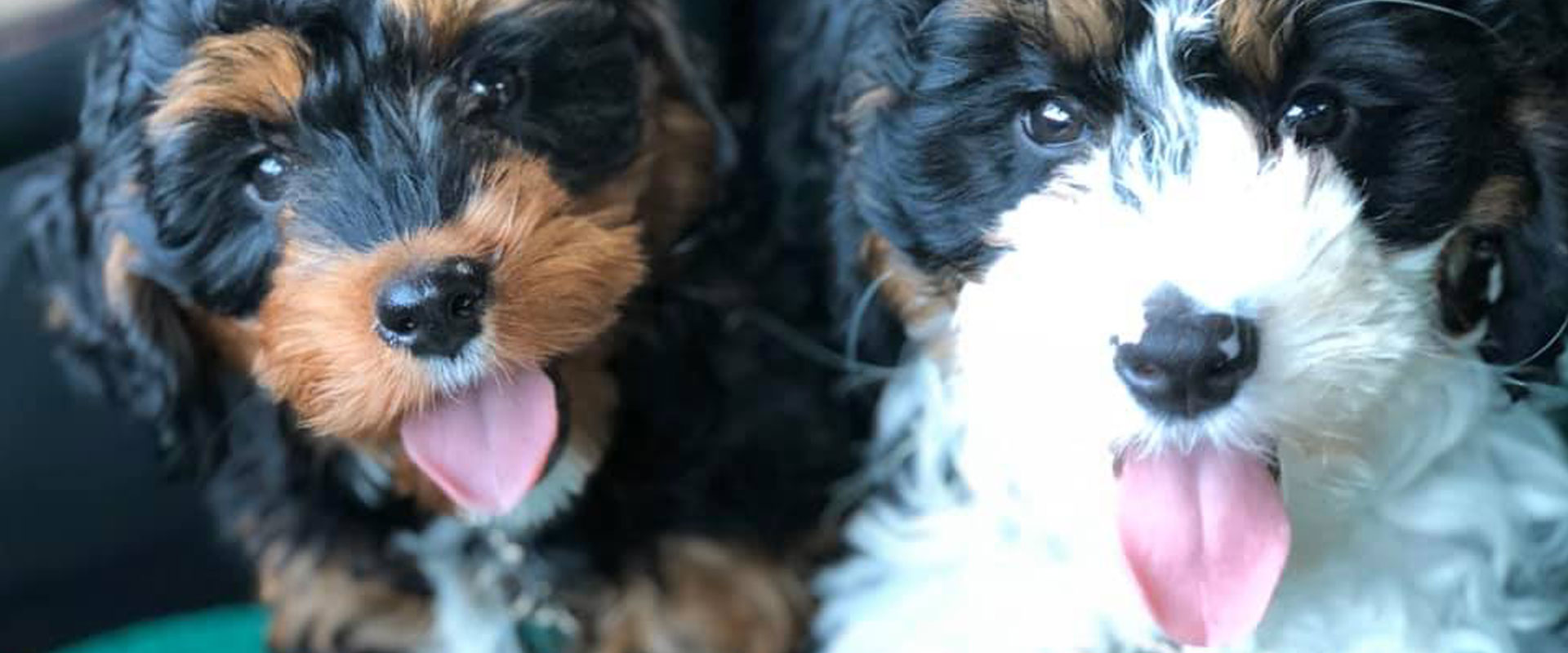 1.jpg Bernedoodle Coat and Color