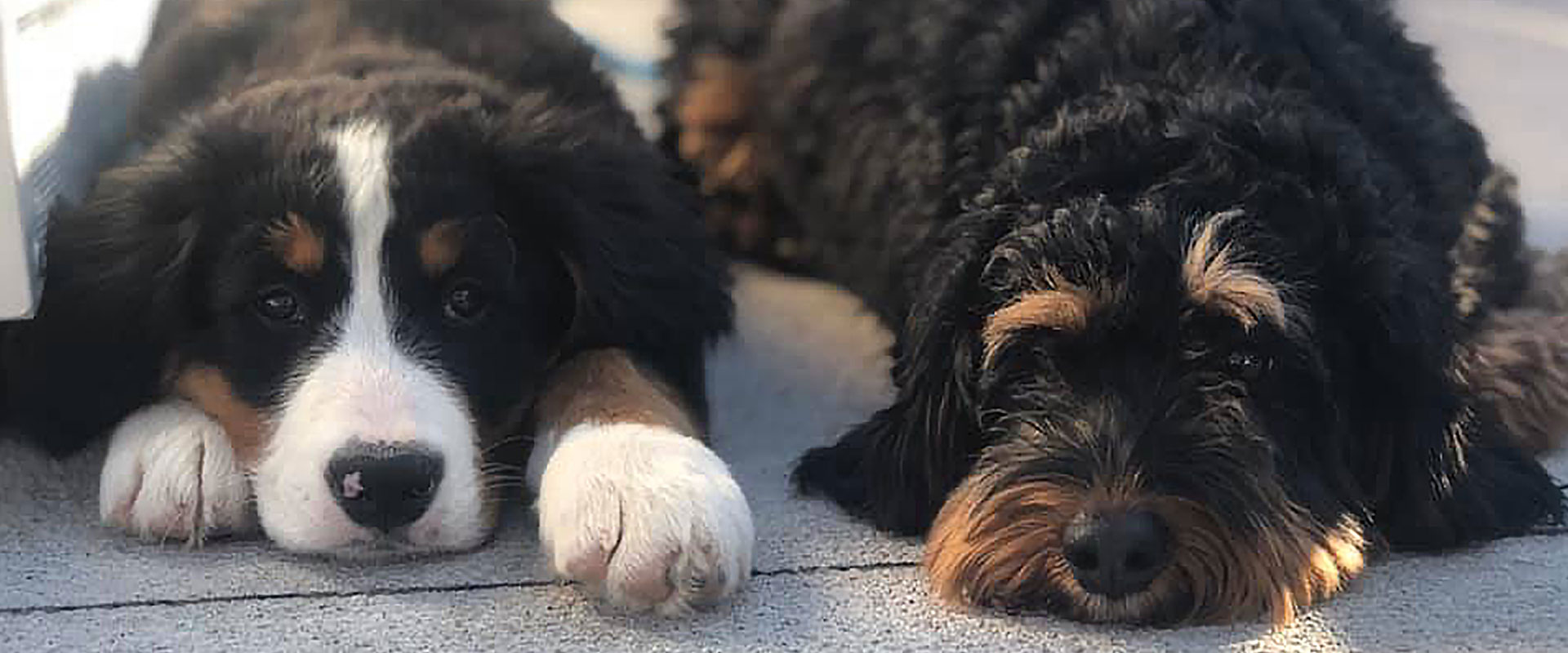 3.jpg Bernese Mountain Dog