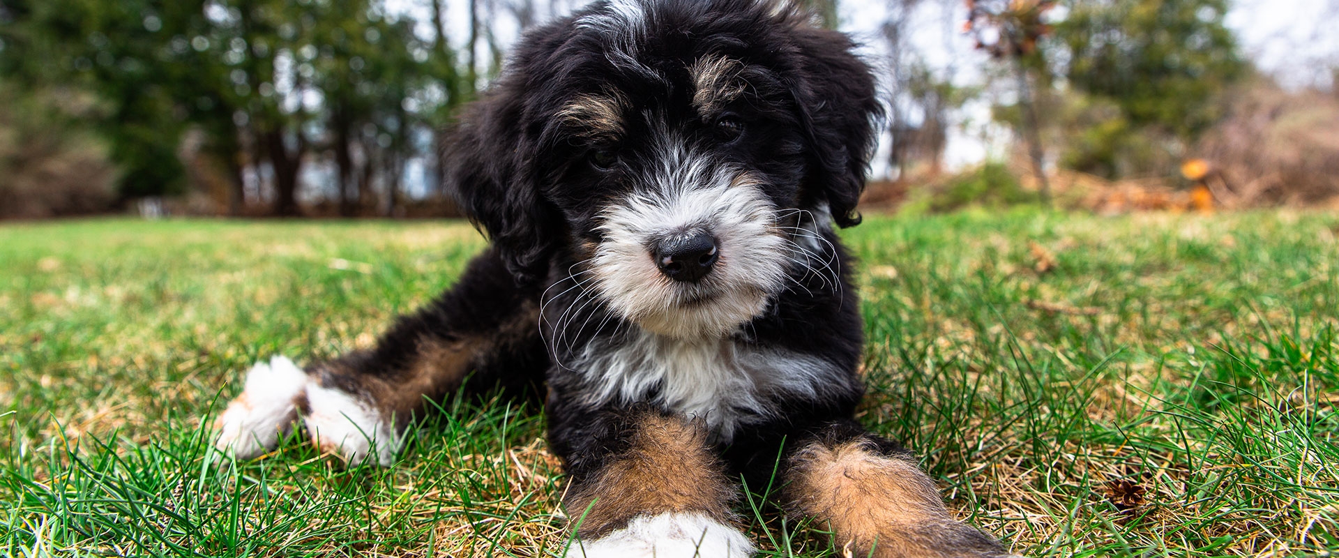 4.jpg Bernedoodle Puppies